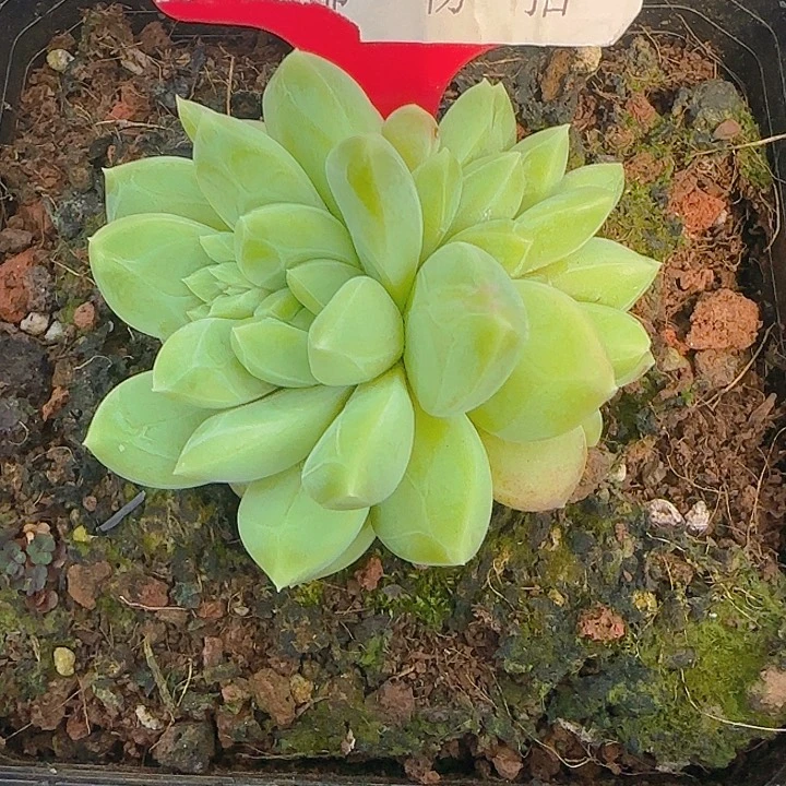 暗纹美人213多肉植物