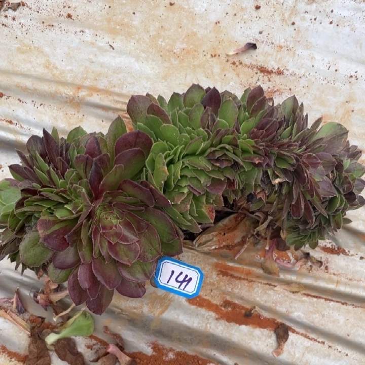 141花月夜缀化法师