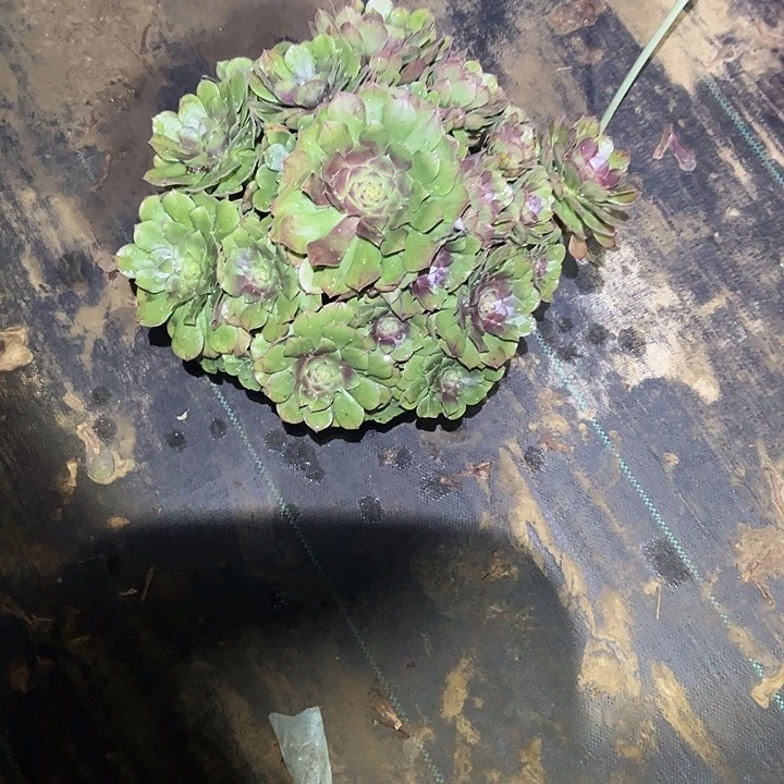 一单包邮不包侧枝15