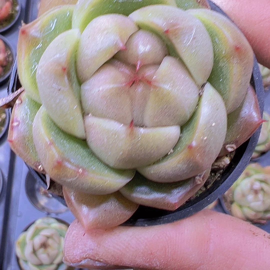 冰冰鬼珍妮19包邮