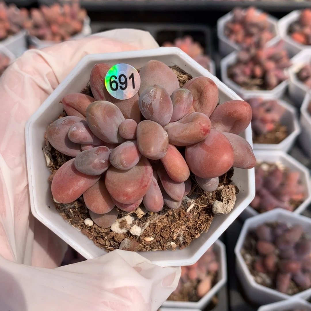糖果红拉丝锦多肉691