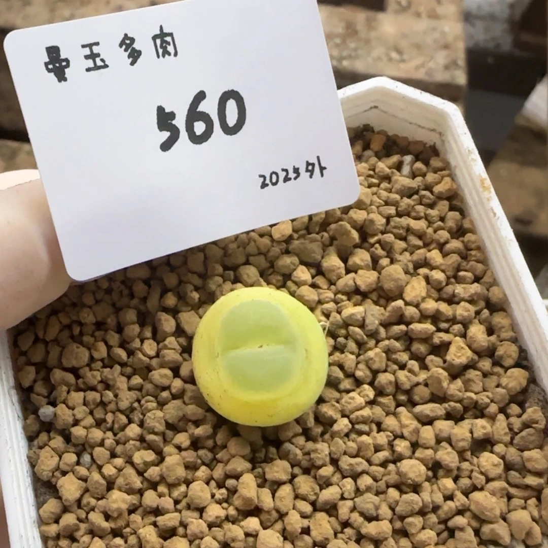 檐**铃多肉多肉多肉2025-560