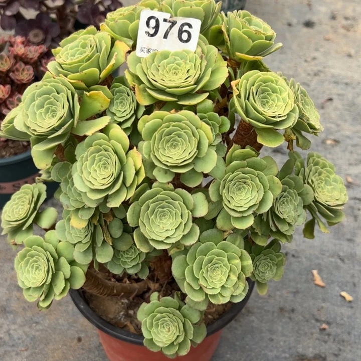 976绿羊绒30厘米左右
