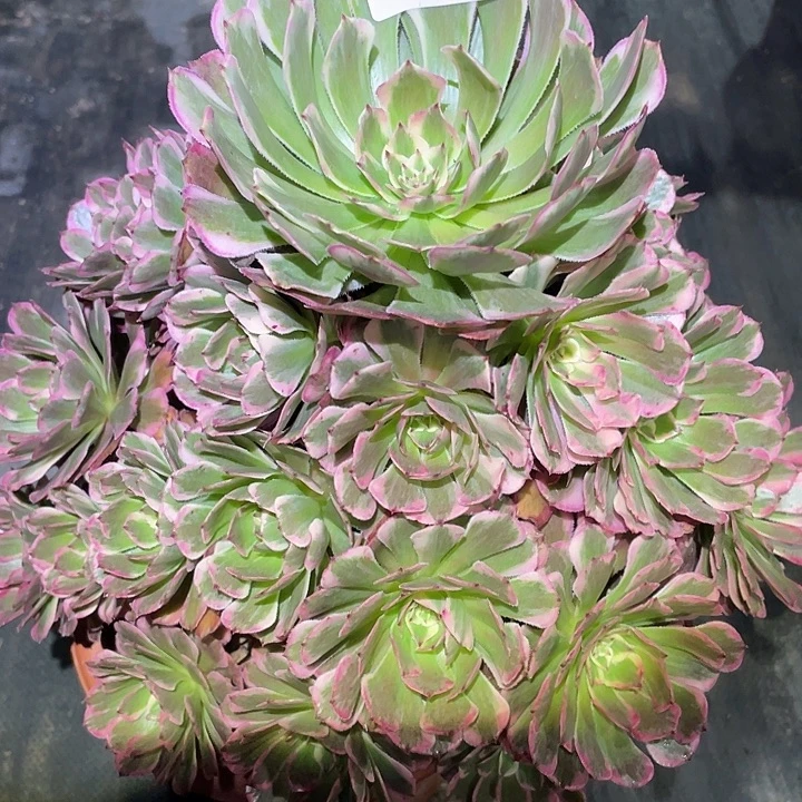 霁月2481号多肉植物