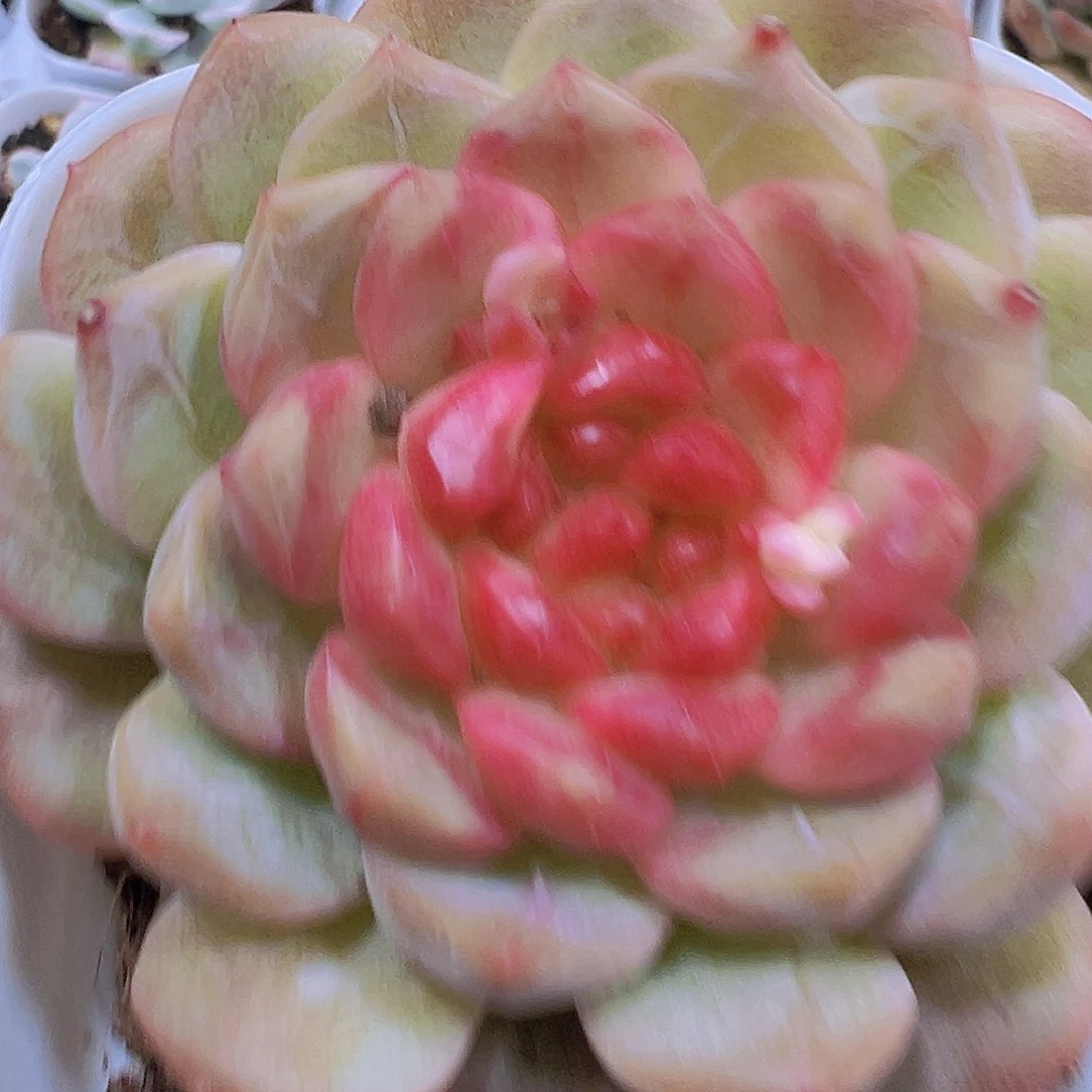 葡萄珍妮19包邮多肉