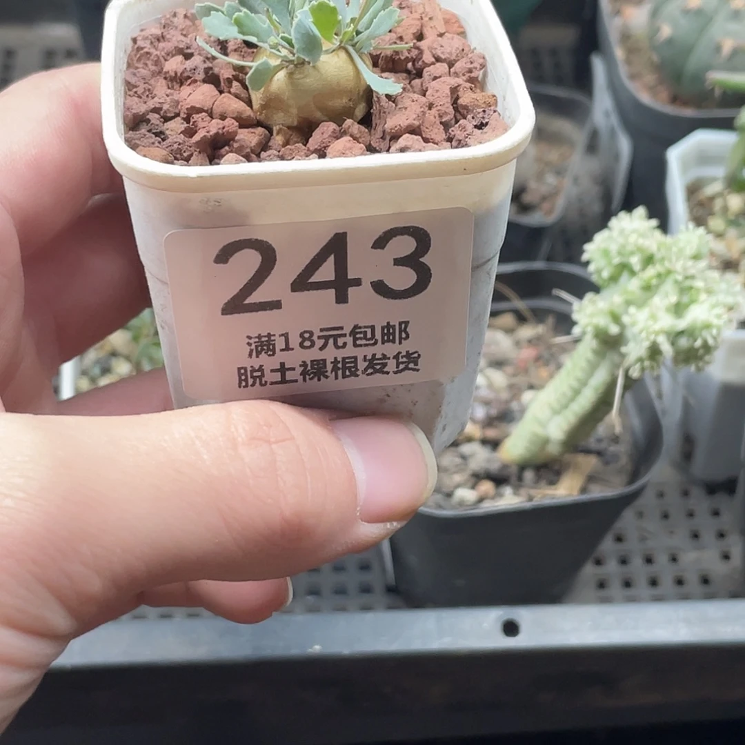 243格加厚盾菊（满18包邮）