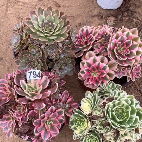 794四颗法师多肉植物