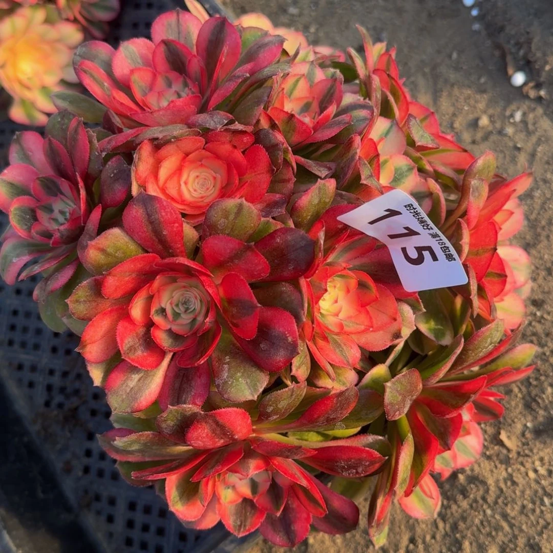 115荔枝。多肉植物