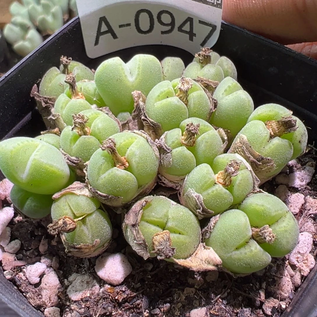 多肉植物1111111111