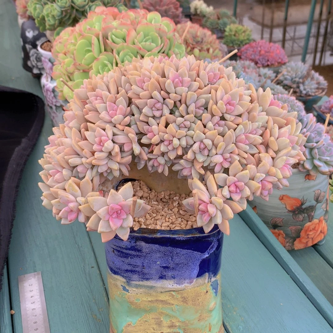 淡雪朵朵无砍自然群