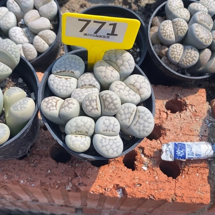 Л***ь生石花的季节是771