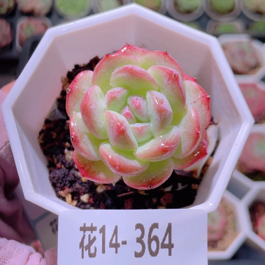 花利美14-364精选糖心