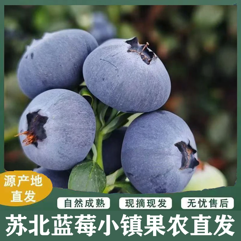 2025头茬露天花香蓝莓蓝莓新鲜采摘顺丰冷链送货上门15-18mm