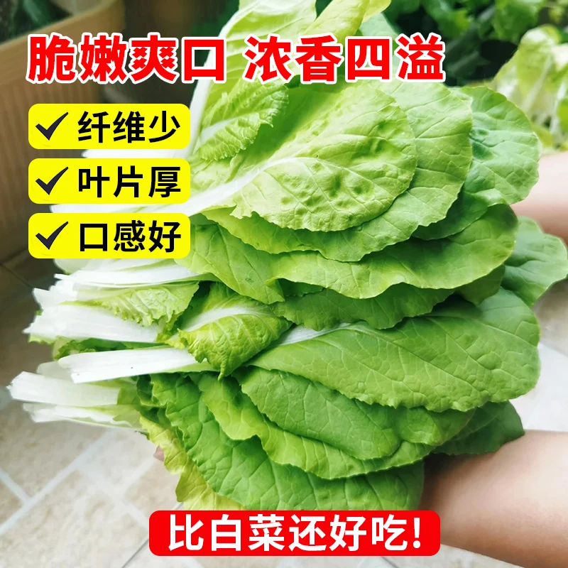 奶油快菜种子种籽四季小白菜蔬菜青菜菜种孑子籽种白莱快菜种
