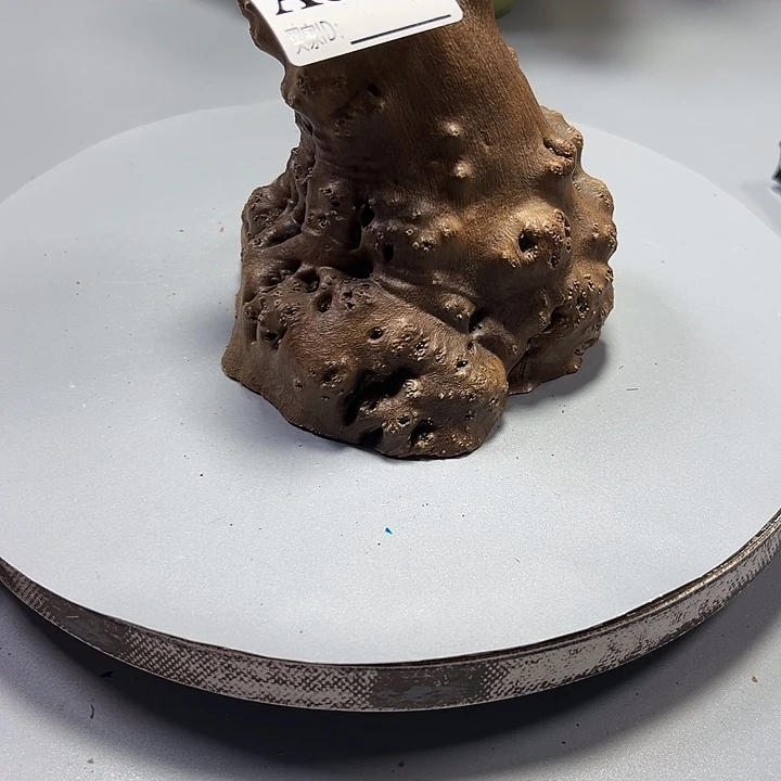 蒙***石大果紫檀（缅甸花梨）