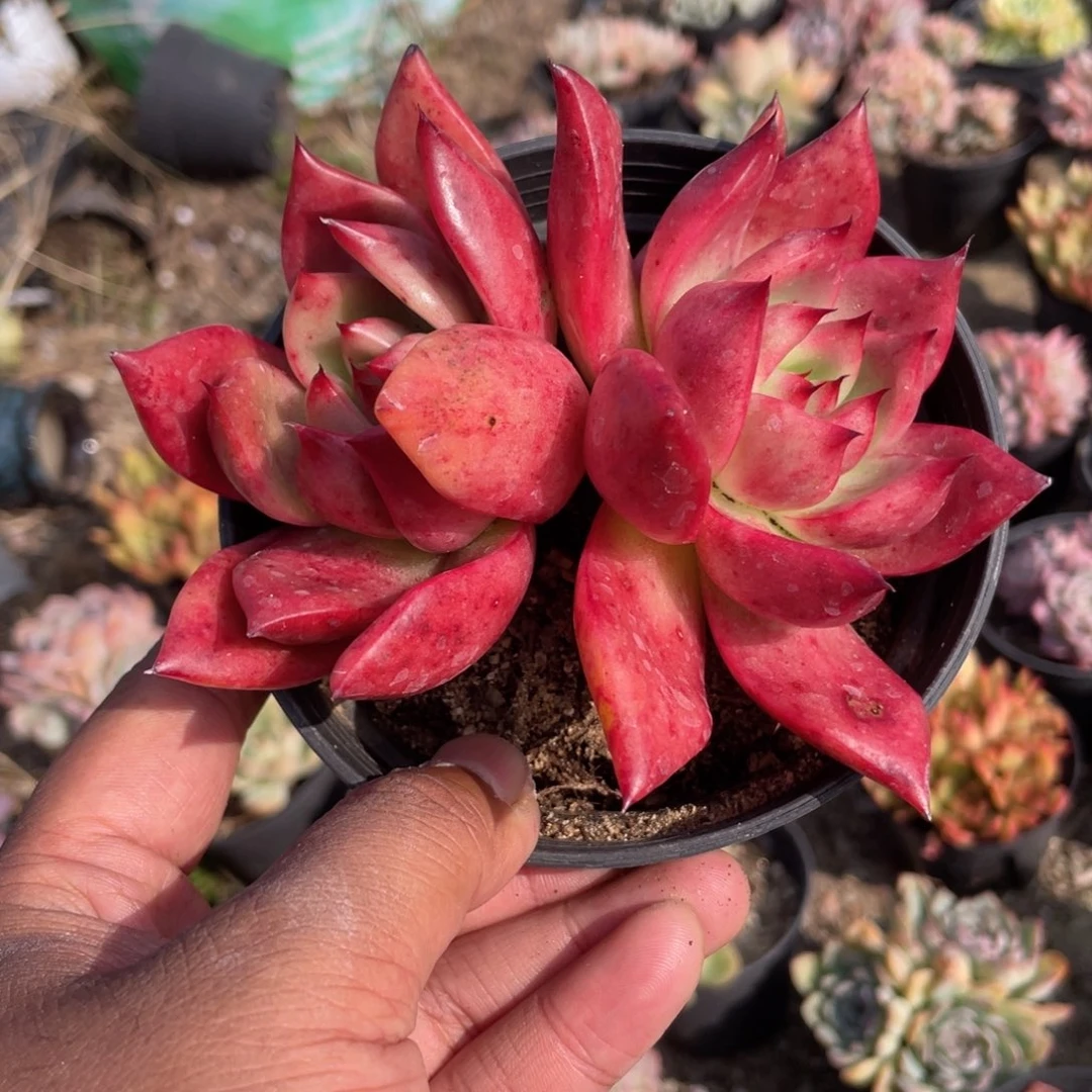 2818  壮壮 六月六