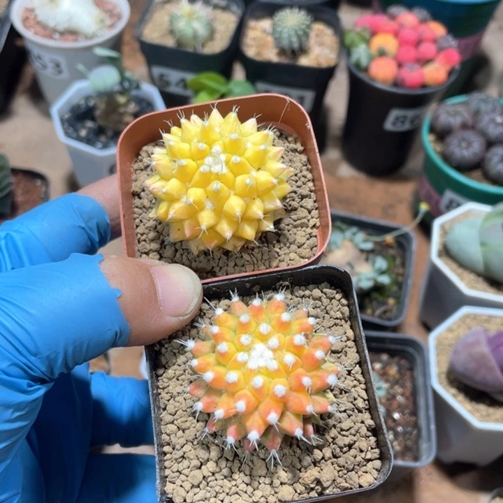 多****呢887菠萝锦仙人球2颗