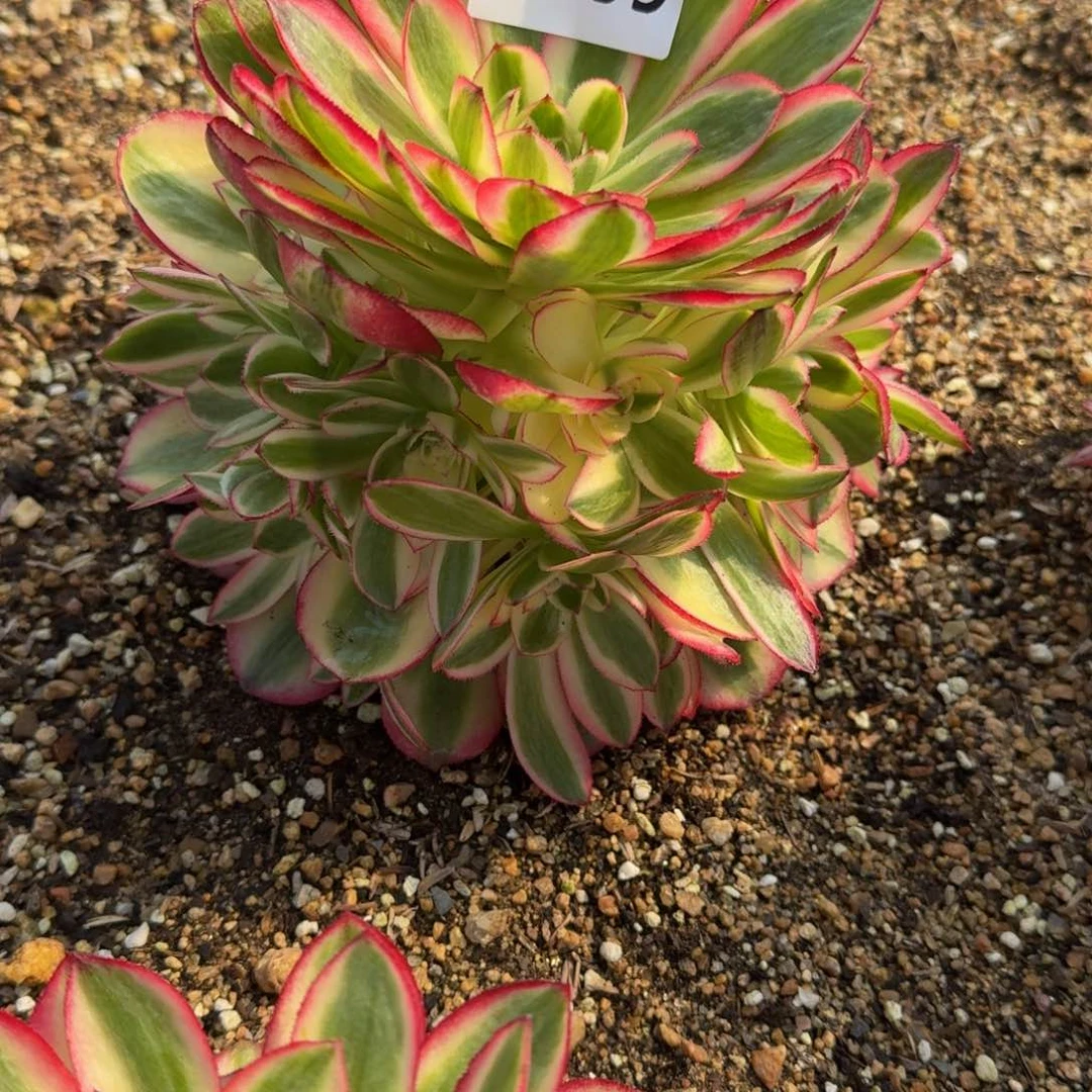 哈***…489荔枝多肉植物