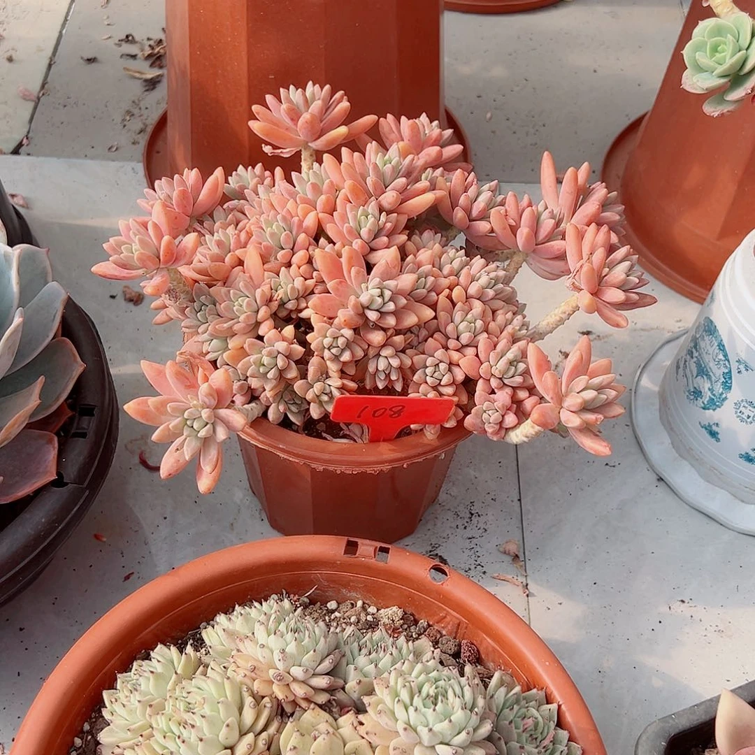 风***雪108秋丽多肉植物