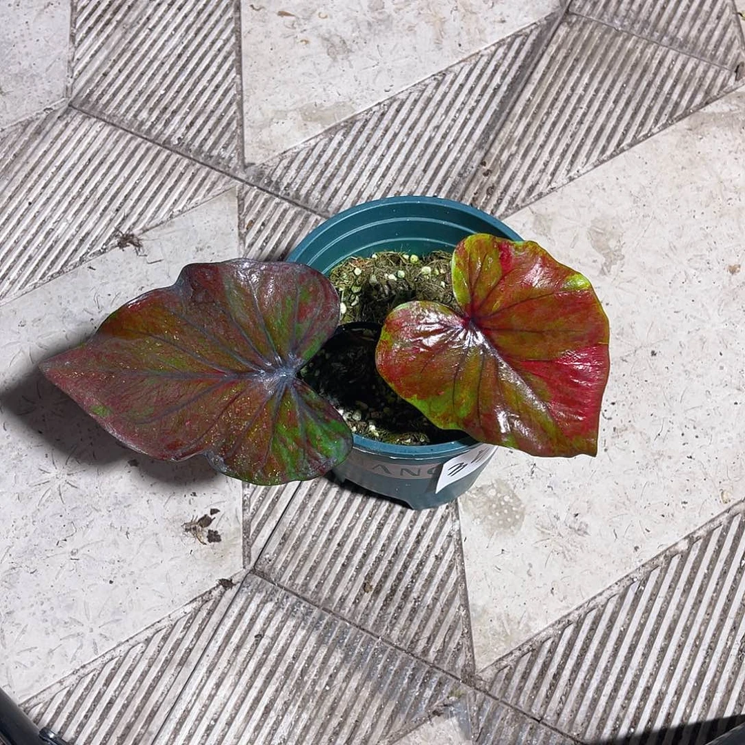 完全开放3553泰彩