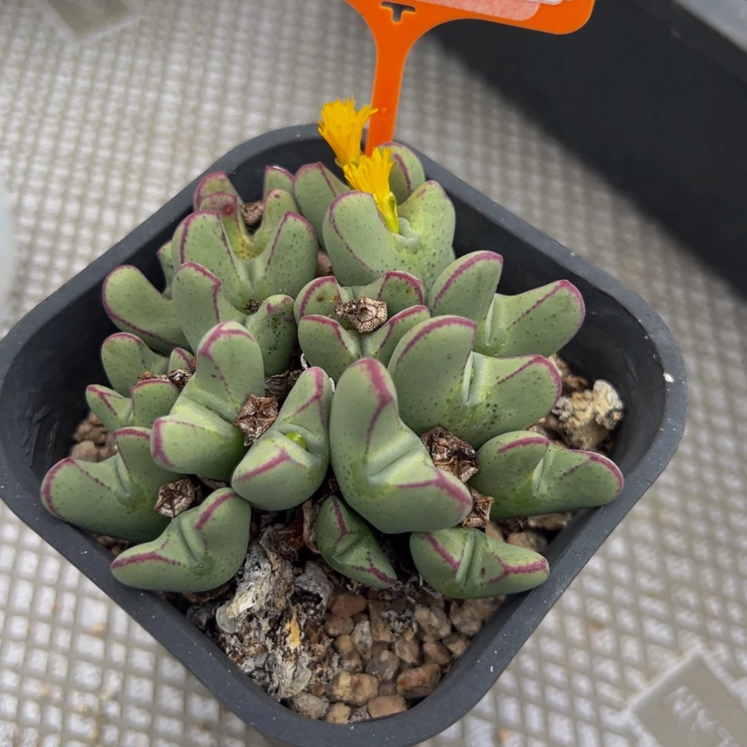 574 一物一拍，默认有伤，介意勿拍，不退不换