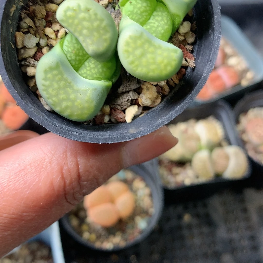 D215多肉植物保护研究所