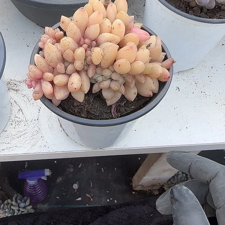 中***酱青蛙王子儿童牙膏套装11