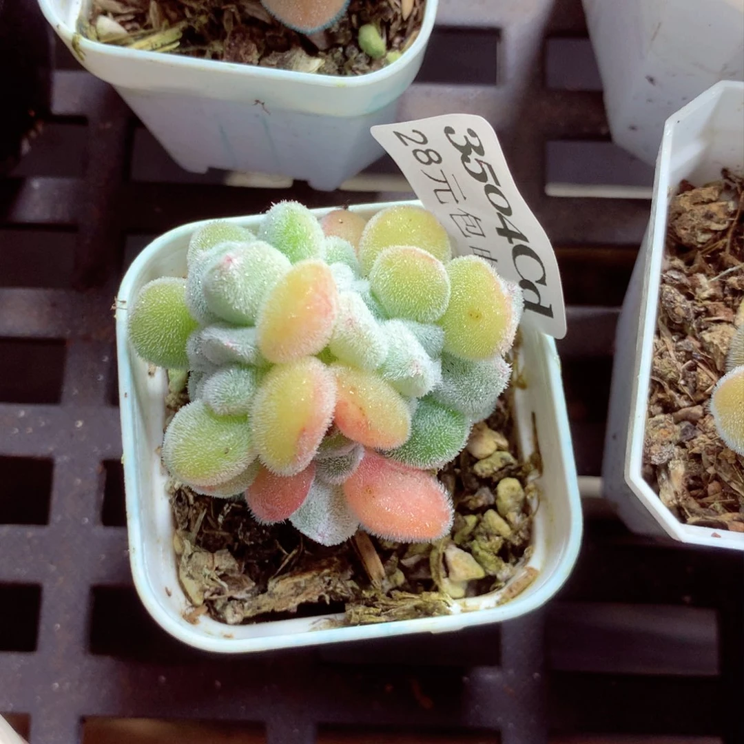 5厘米盆精控多肉3504