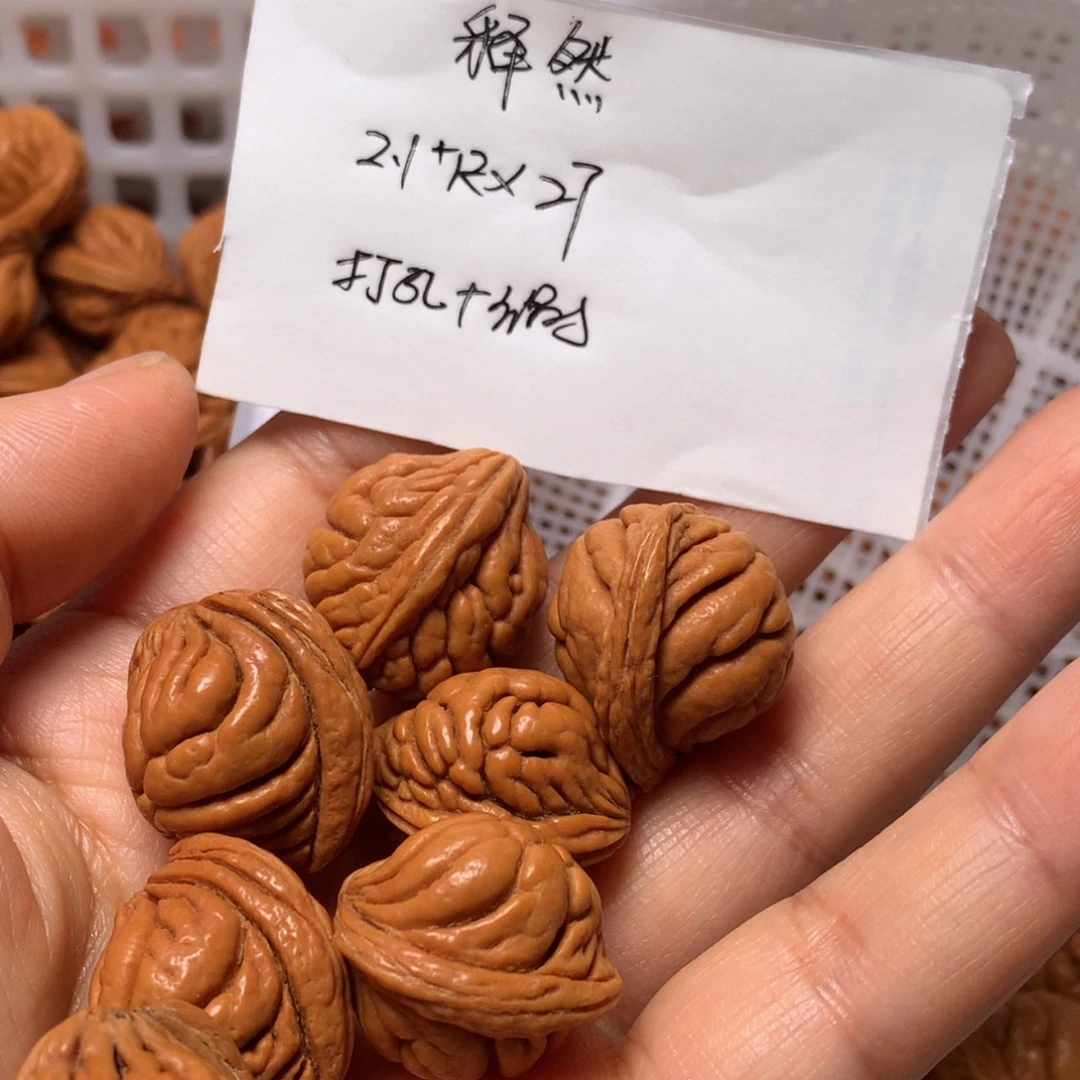 野生龙纹桃核霸王龙