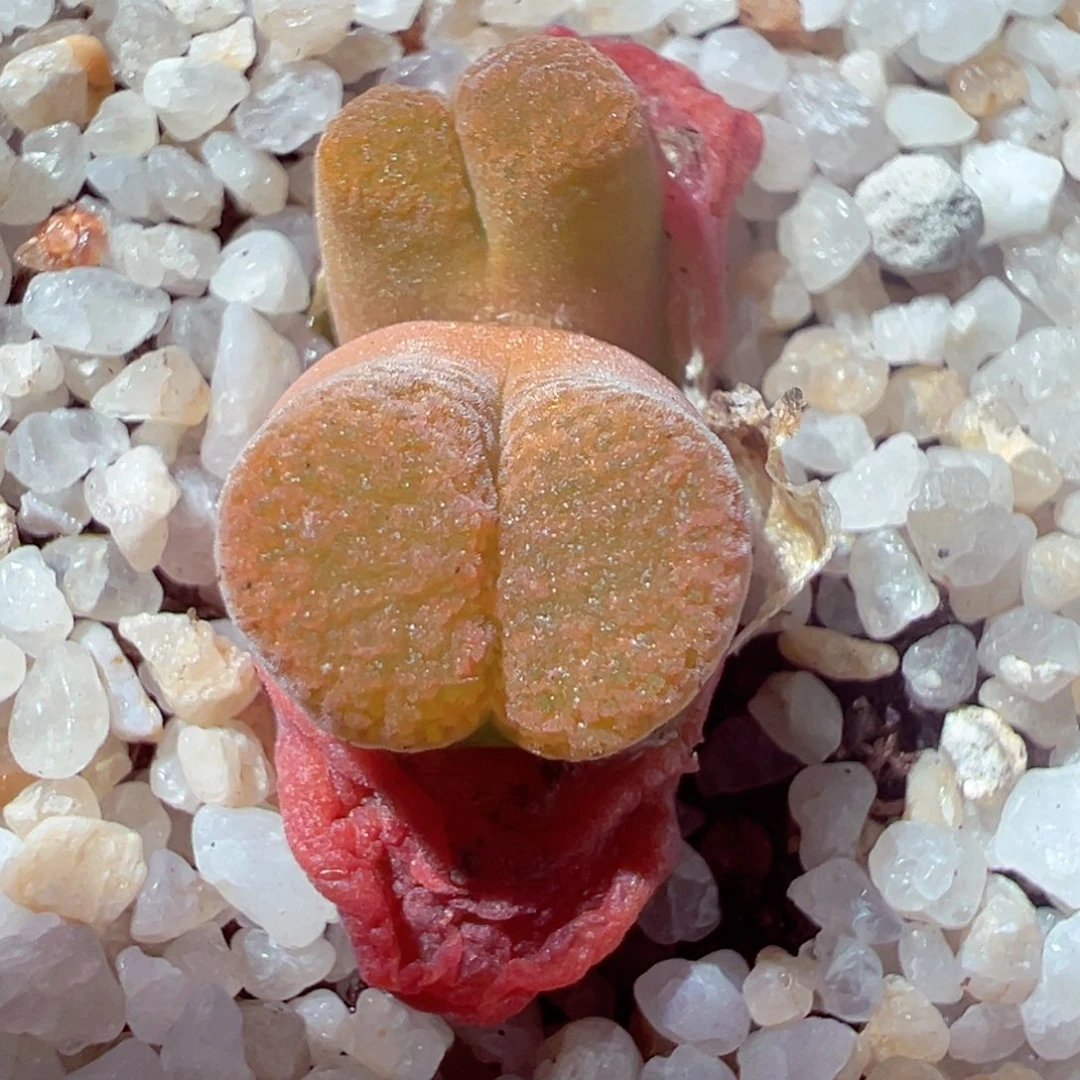 416-418多肉橘色颗粒窗风铃