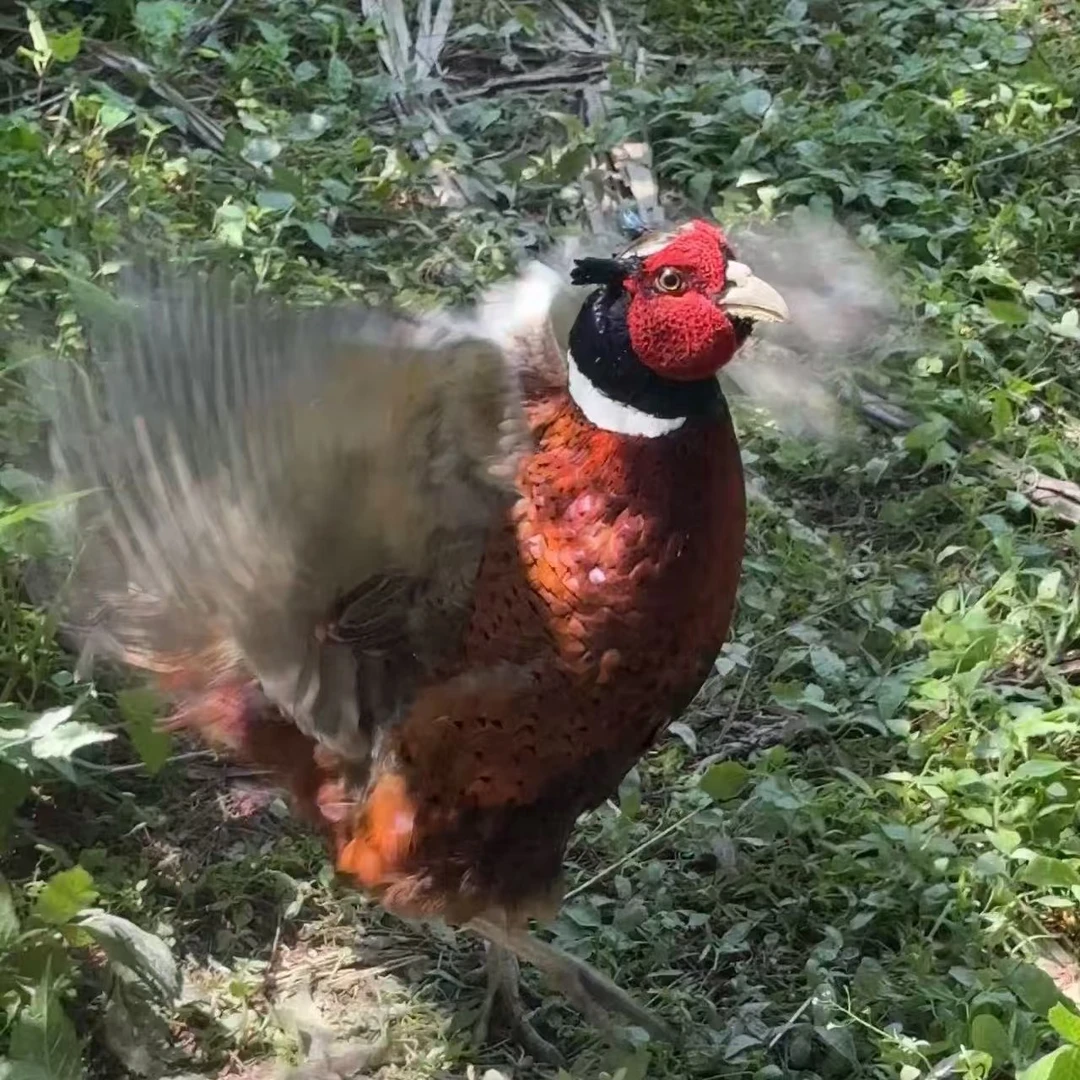 七彩山鸡 打架鸡[宠物鸡] 顺丰包邮