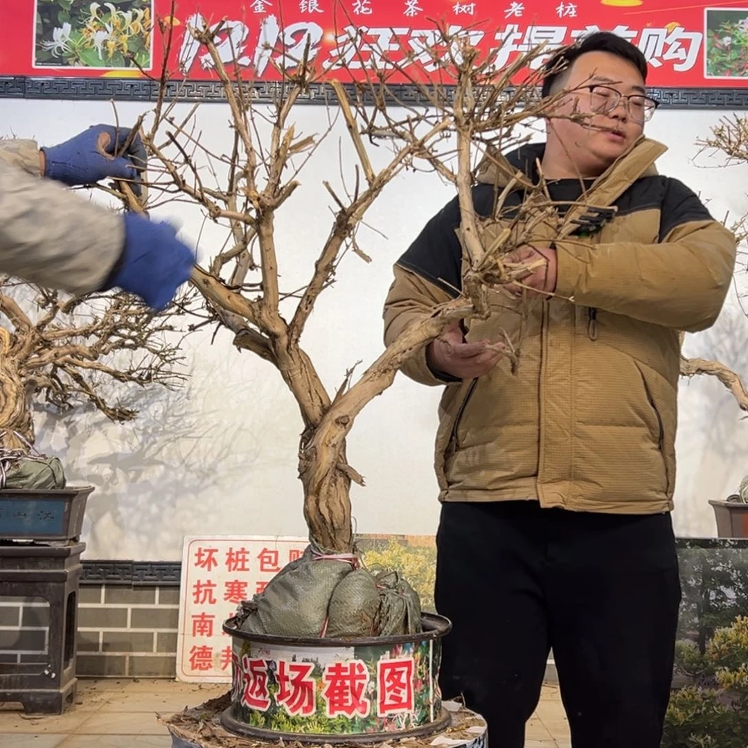 无花朵金银花588885555888588855