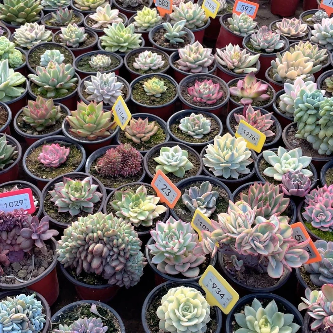 蓝****凤凰一个DuPont is