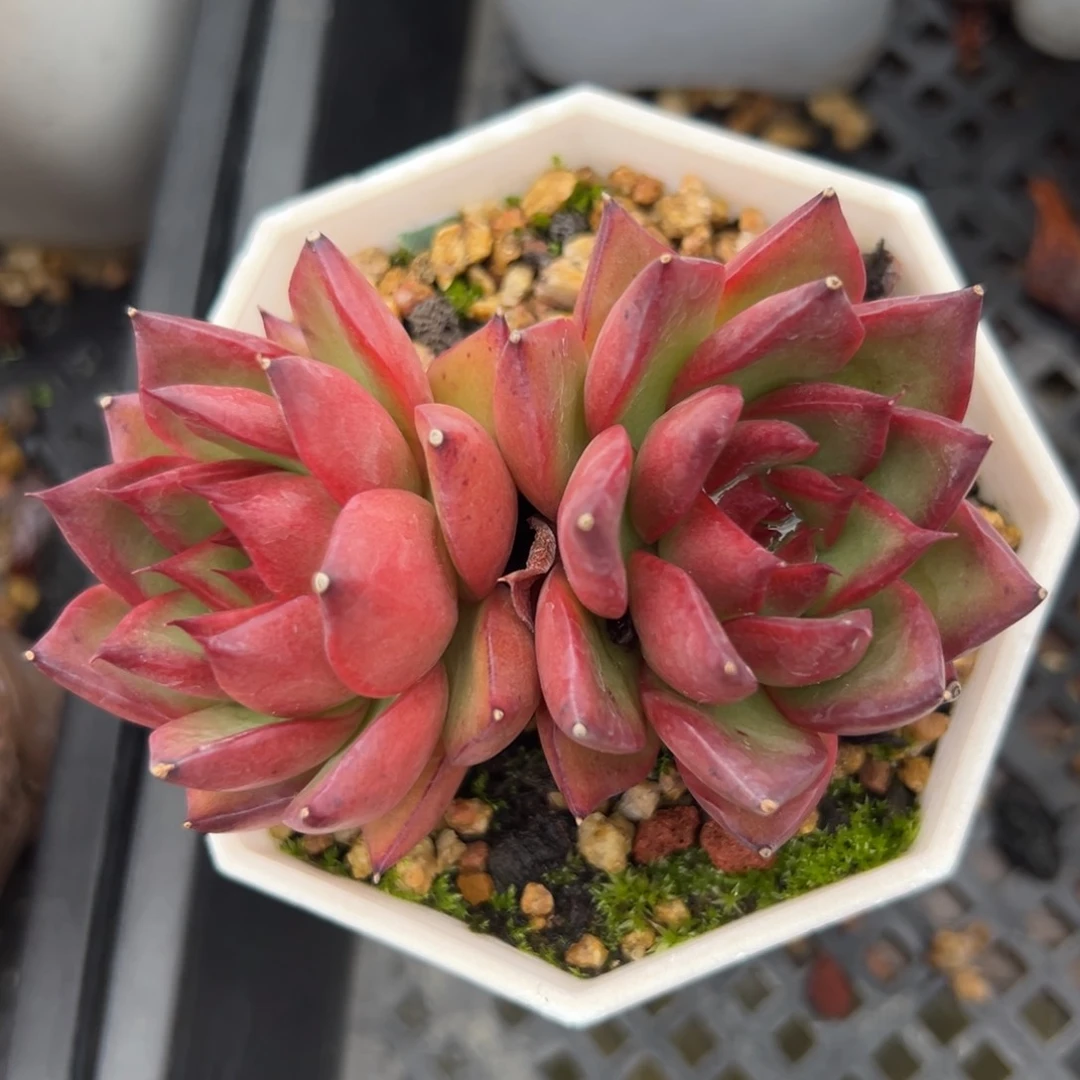 红东云精控多肉一物一拍