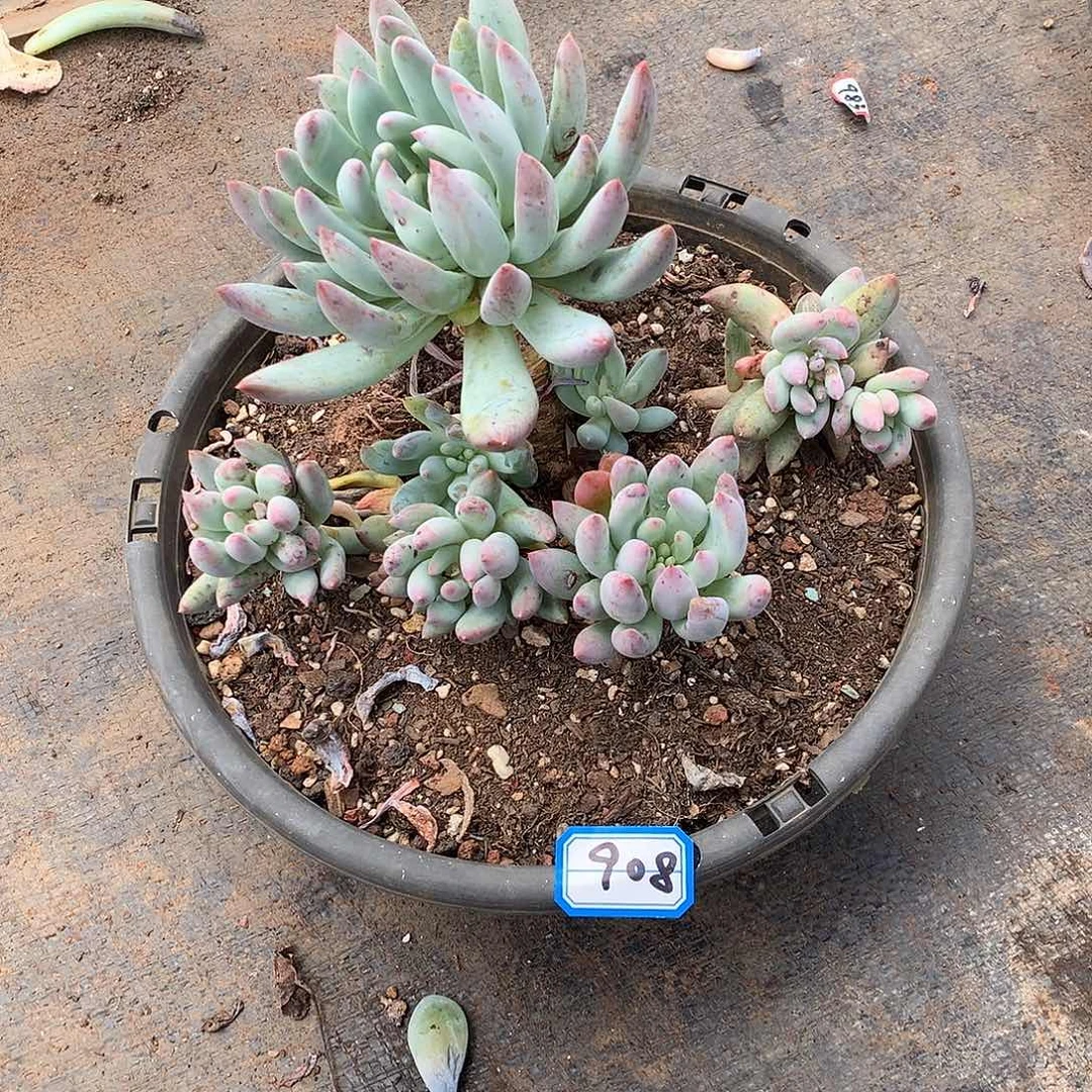 一物一拍多肉 908所罗门