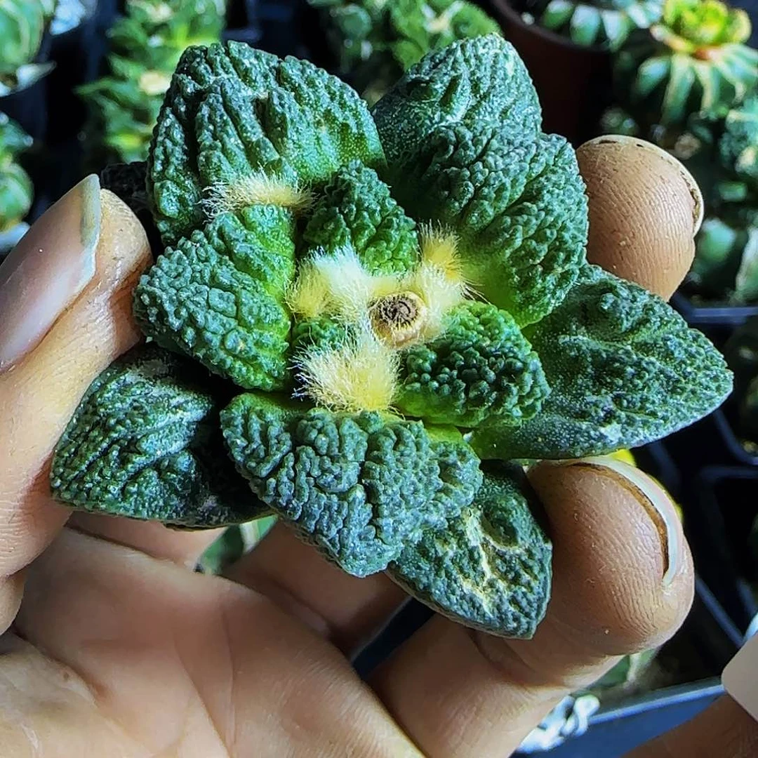 双*?哥斯拉189刚出根的