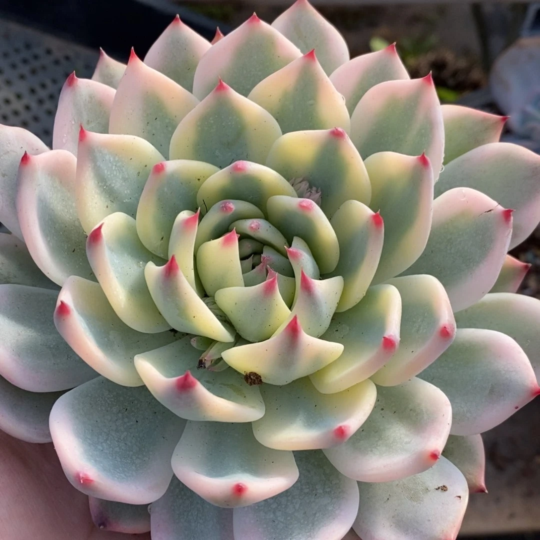 吉娃娃锦多肉植物