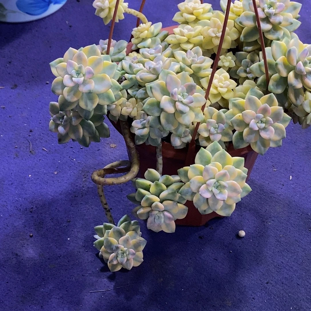 娜***娜美性景多肉植物包邮