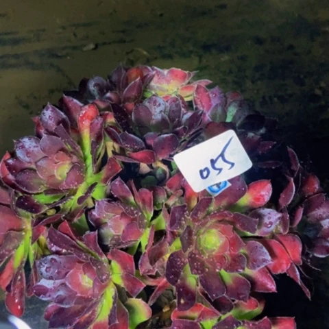 荷兰玫瑰多肉植物一物一拍55多肉