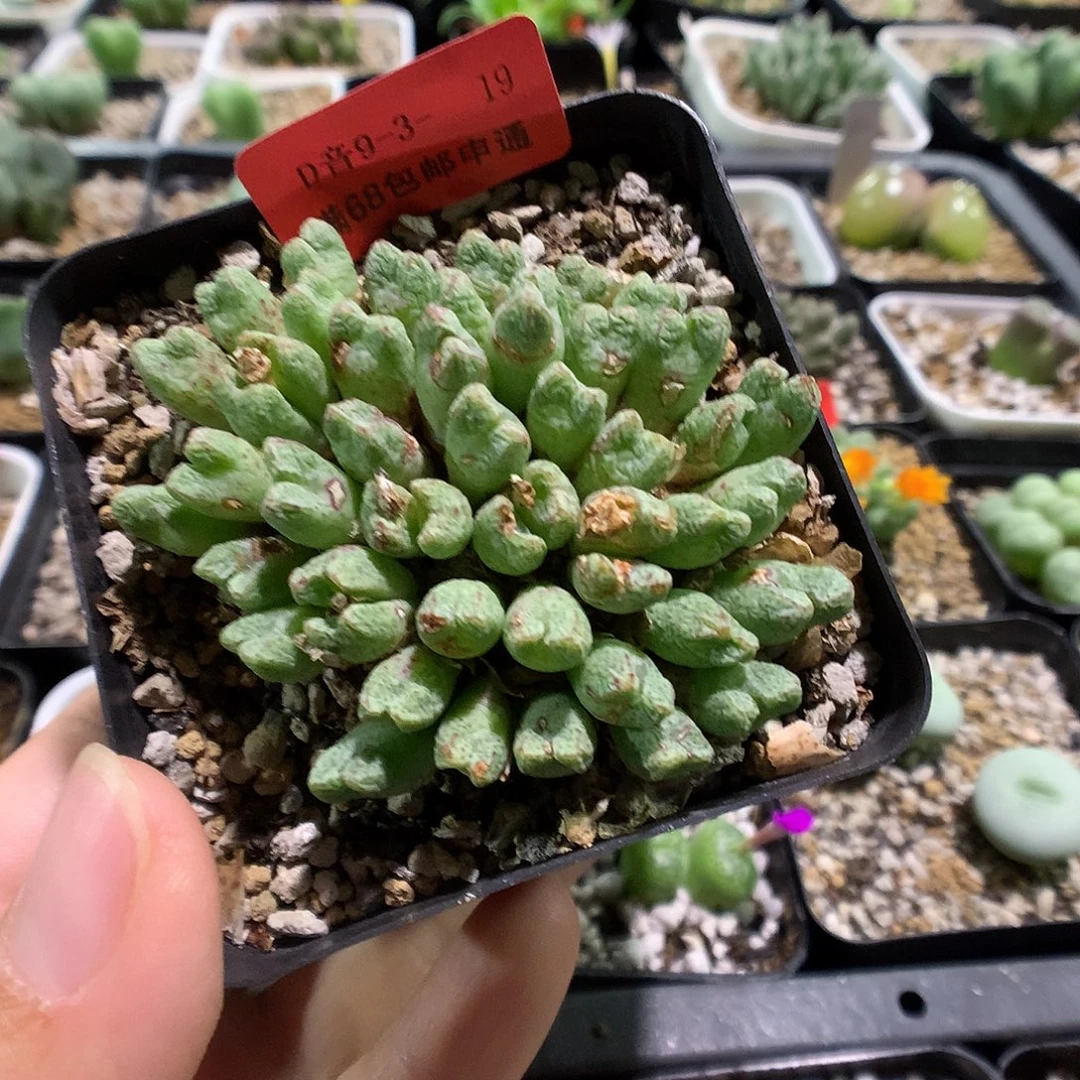 9-3-19 瑕疵粉花小t一群 28