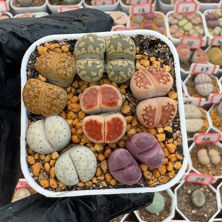 生石花323:：。紫折。 295号