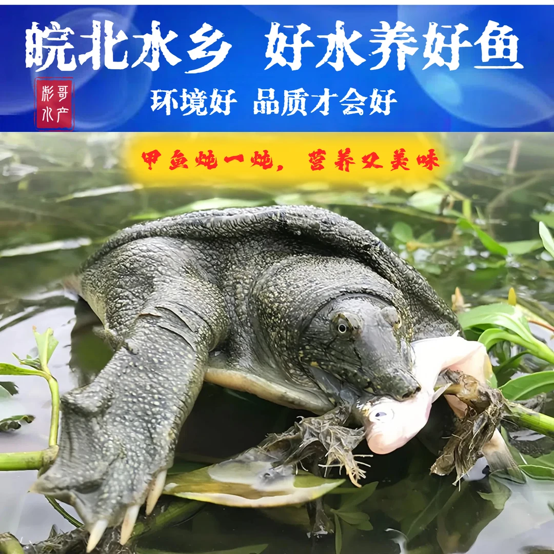 【现场排单】鲜活甲鱼食用老鳖王八水鱼团鱼2只共4斤
