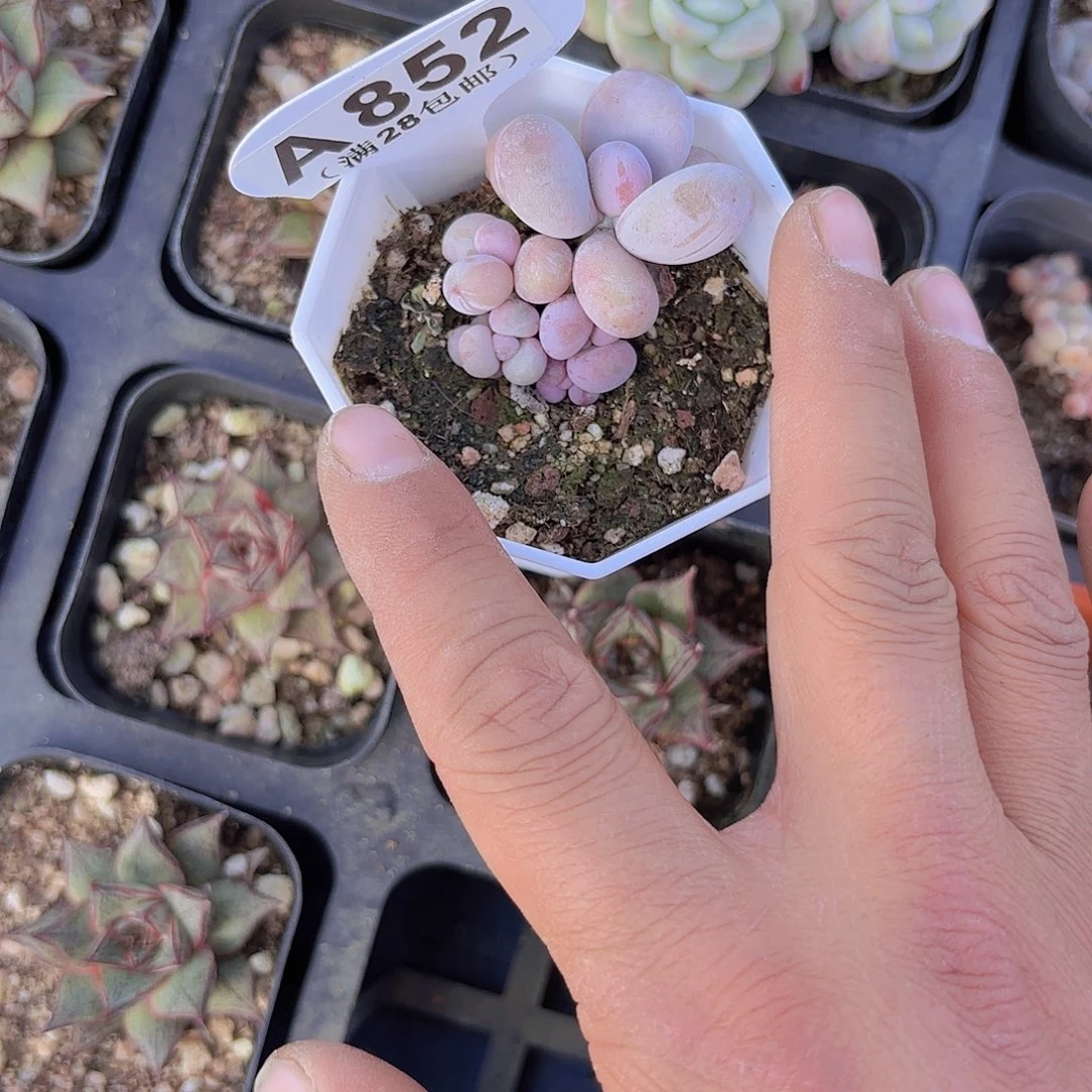 A852奶酪一物一拍