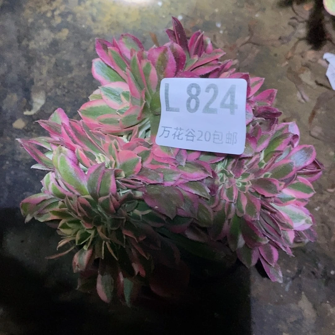 824女巫缀多肉植物