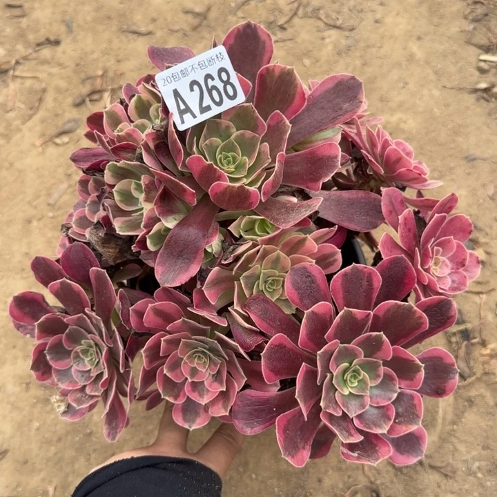 美杜……多肉植物……