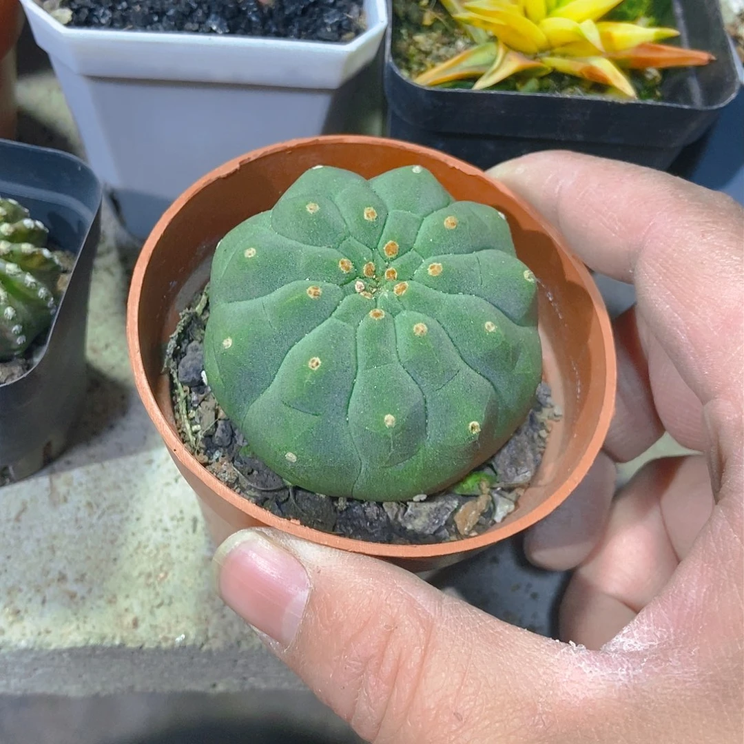 奇仙玉一物一拍，