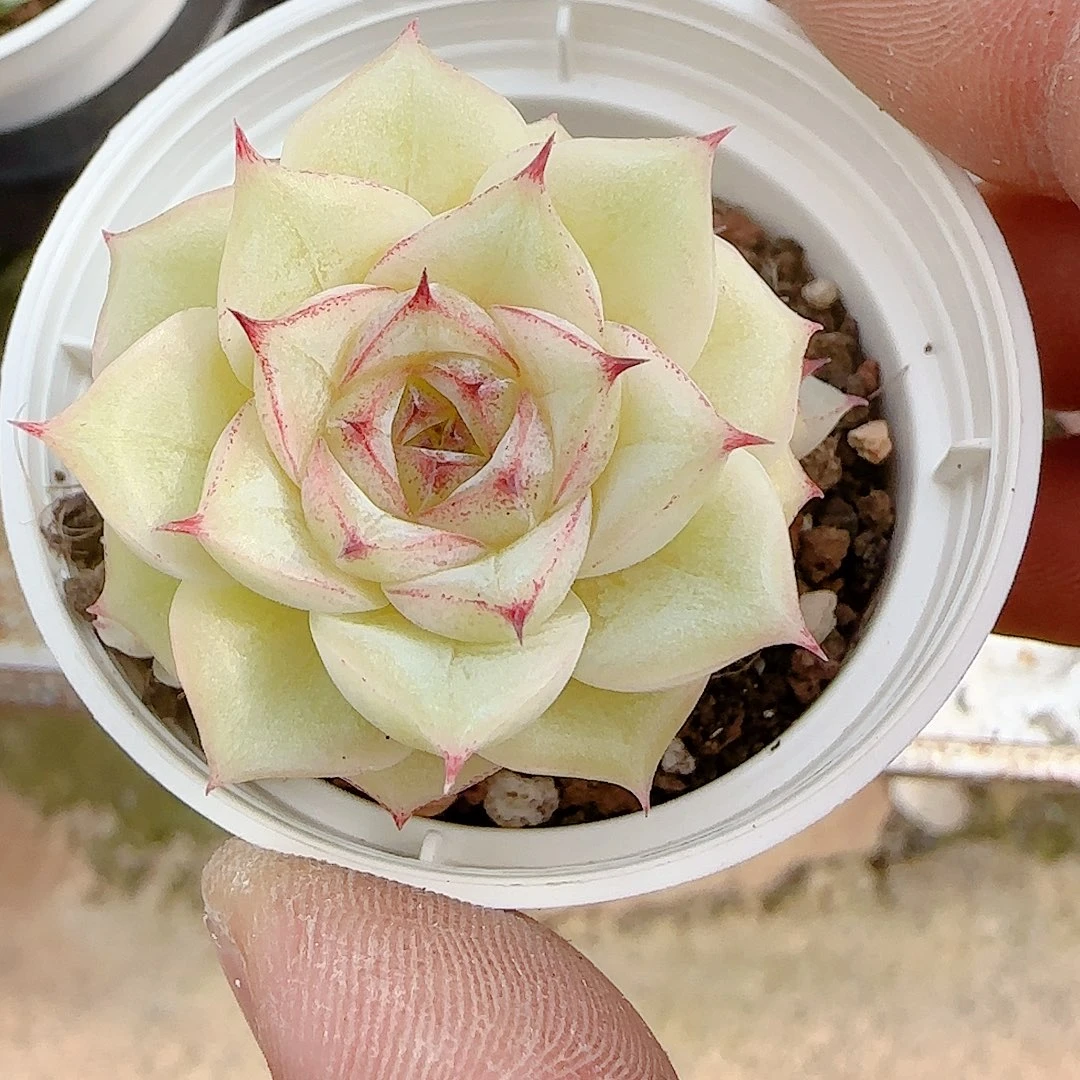 L***L1125-72（xx-59）优选