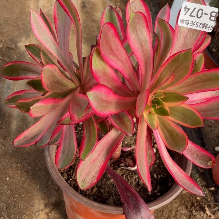 74红膜女多肉1，12345678