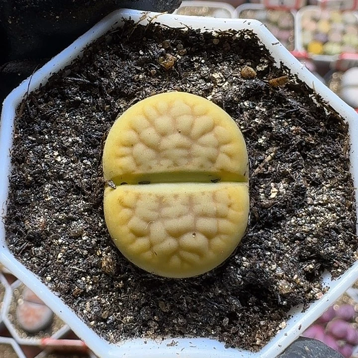 生石花111112。   157