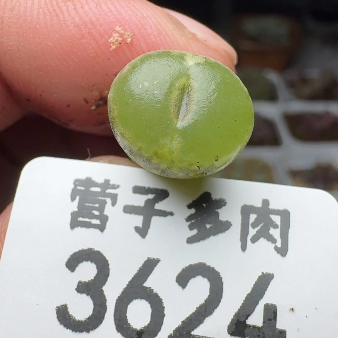 安格。